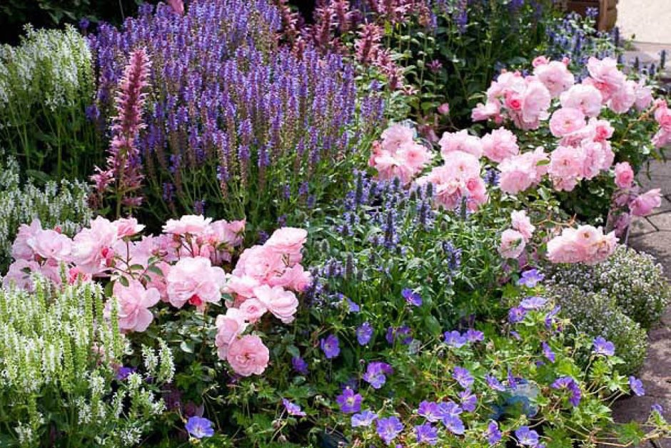 Котовник и шалфей Дубравный