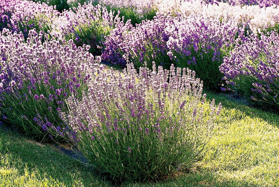 Миксбордер с лавандой и шалфеем