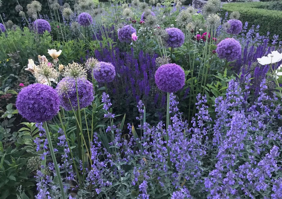 Котовник Фассена Junior Walker