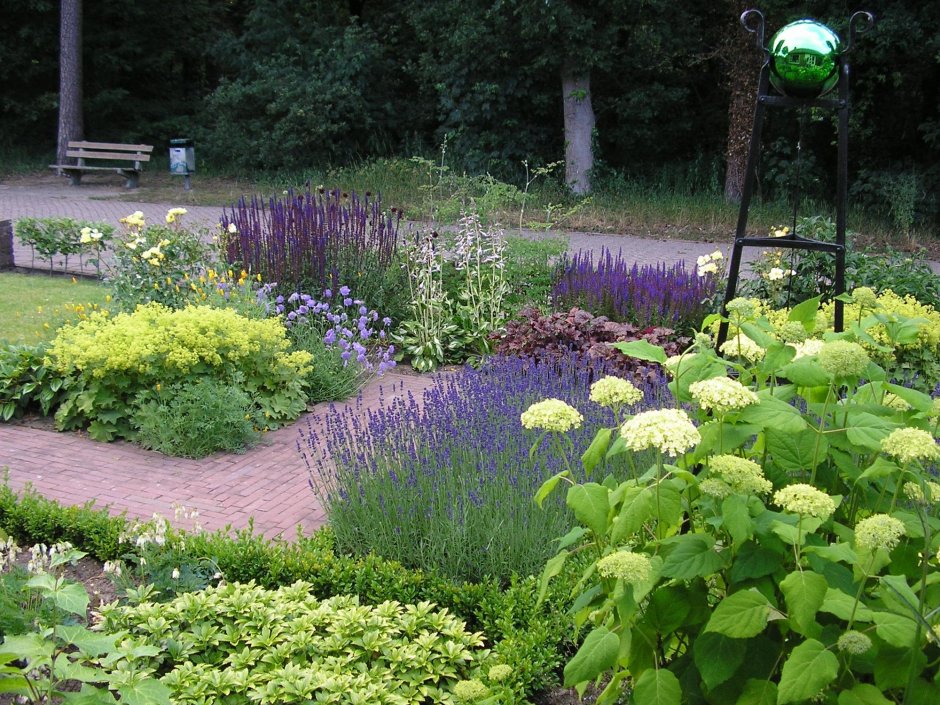 Непета котовник розы