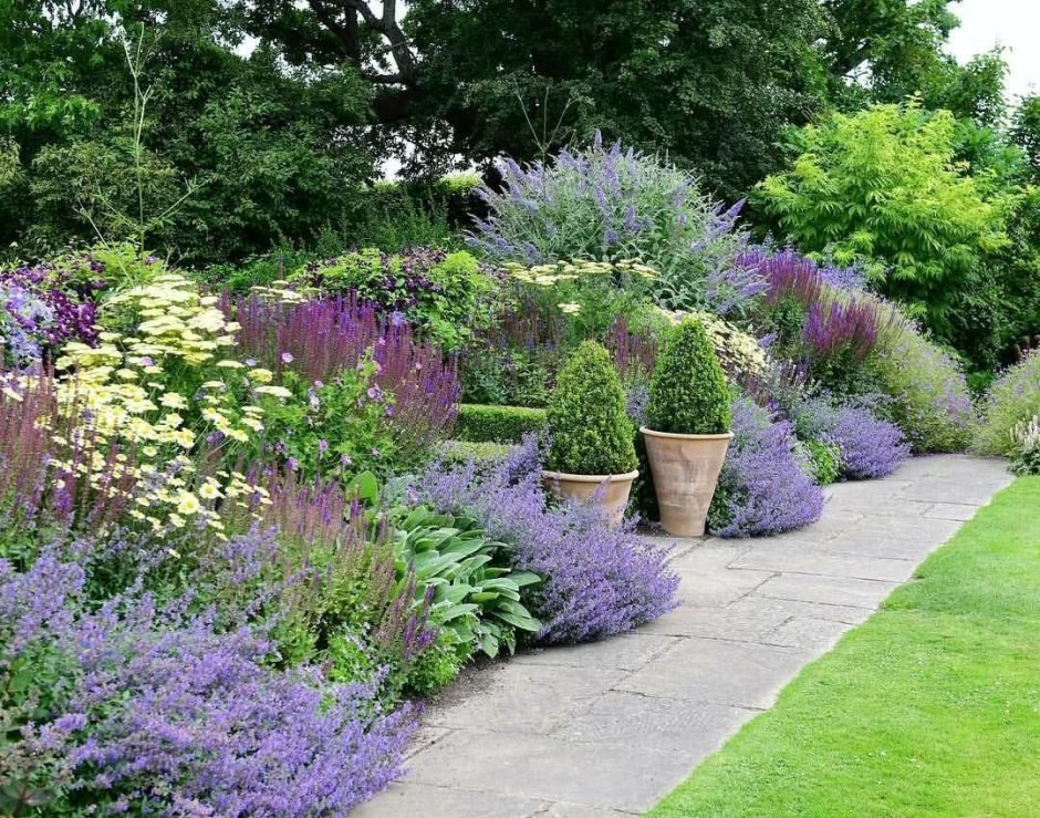 Лаванда котовник шалфей