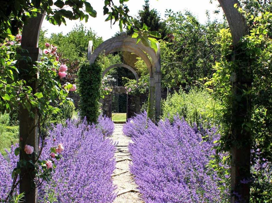 Котовник Фассена с розами