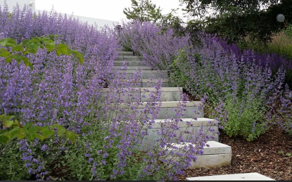 Лаванда котовник шалфей