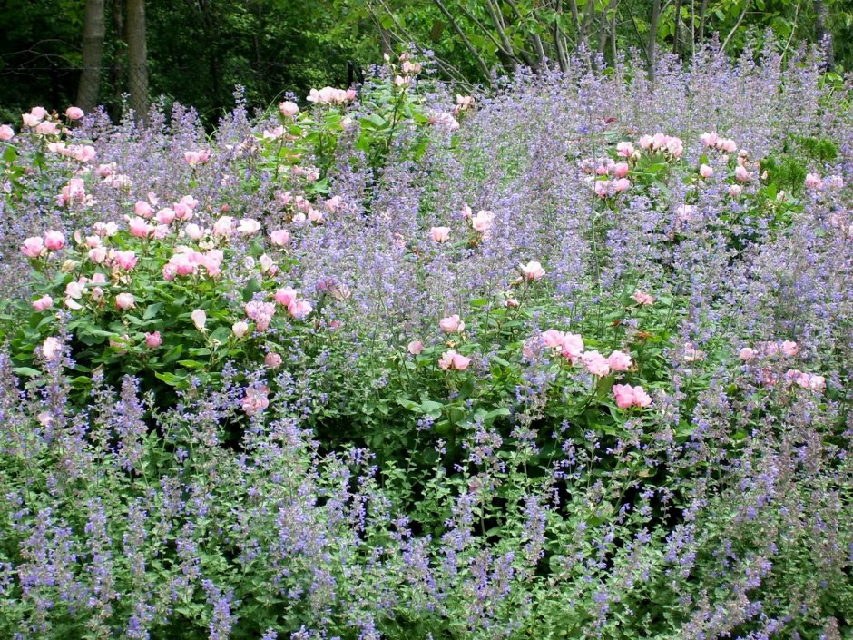 Вербена котовник шалфей