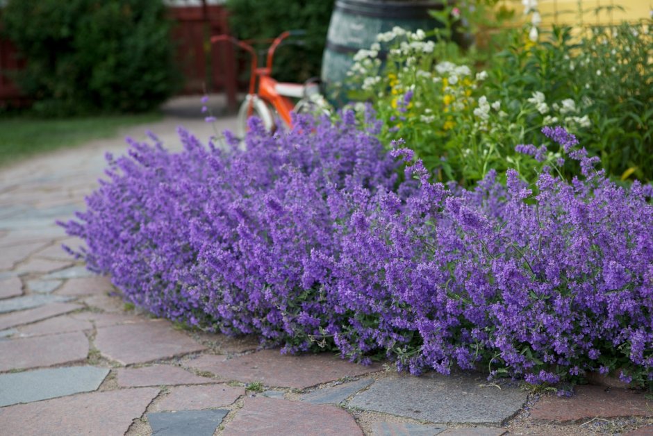 Миксбордеры Вероника голубая