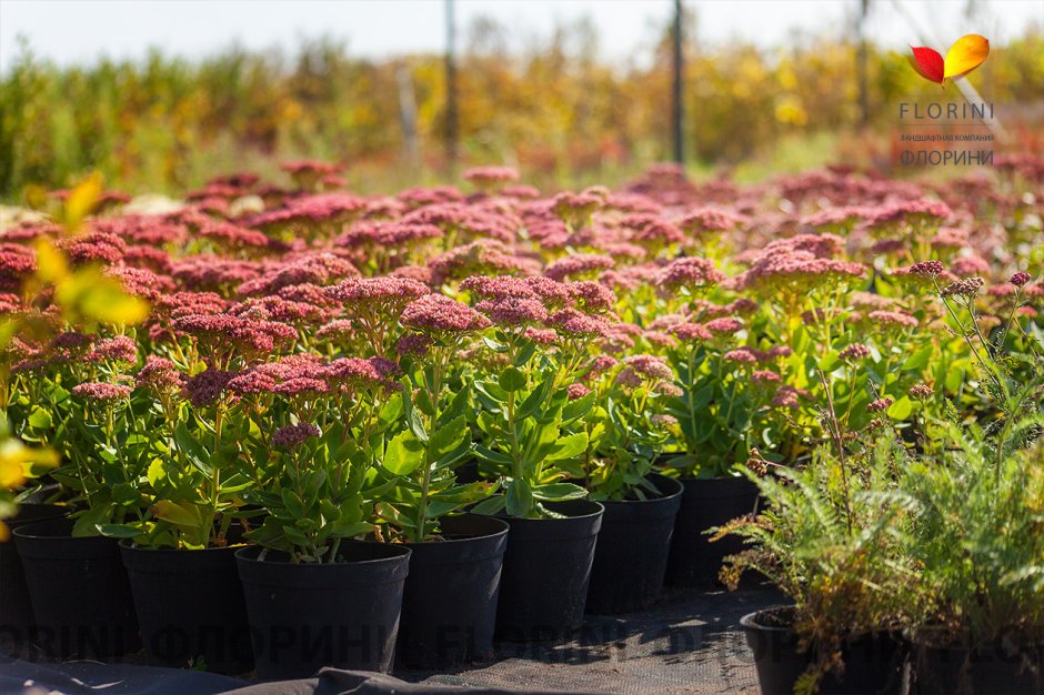 Очиток Видный 'Brilliant'