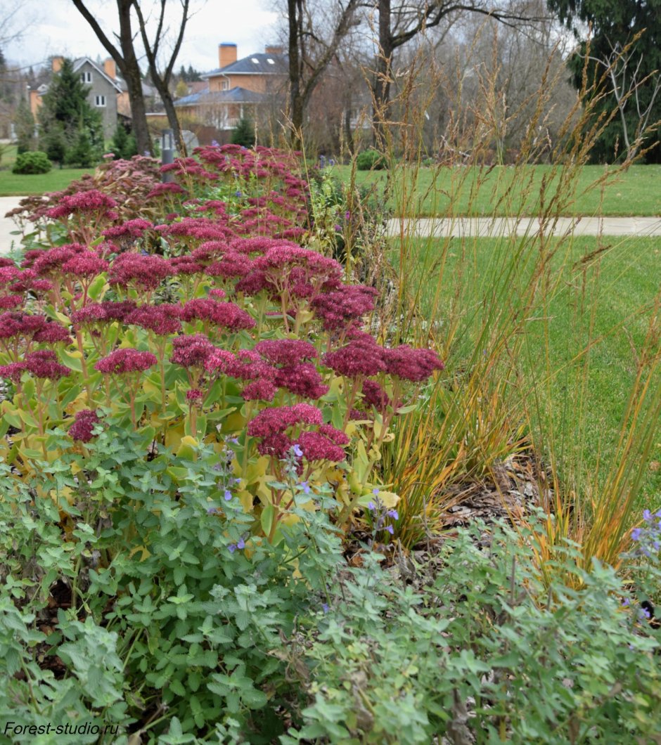 Очиток Архиленд