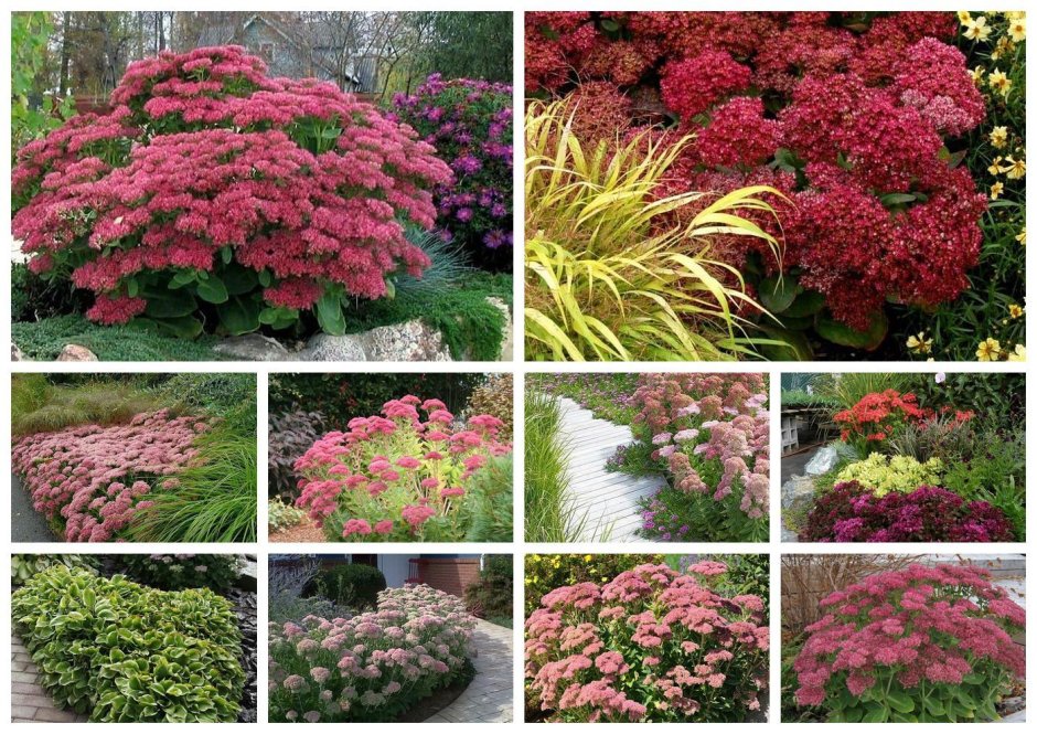 Очиток Карл не на цвету