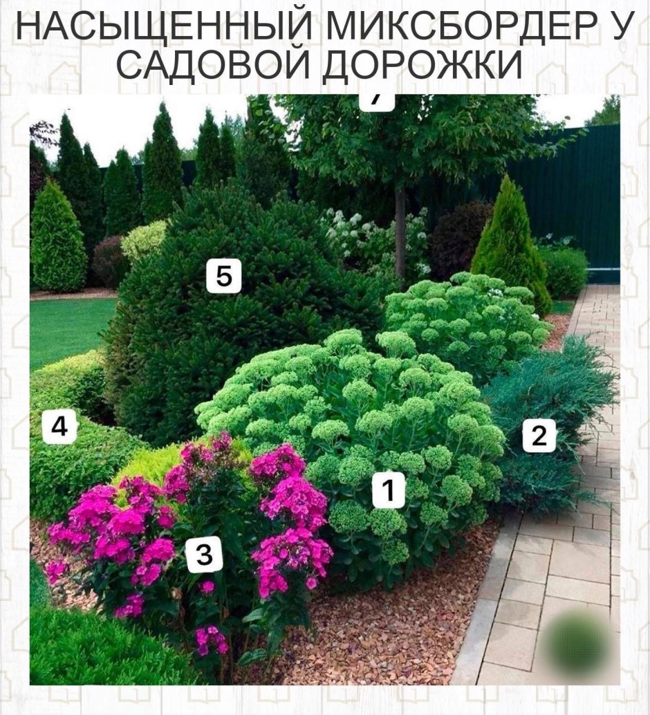 Очиток Видный бриллиант в миксбордере