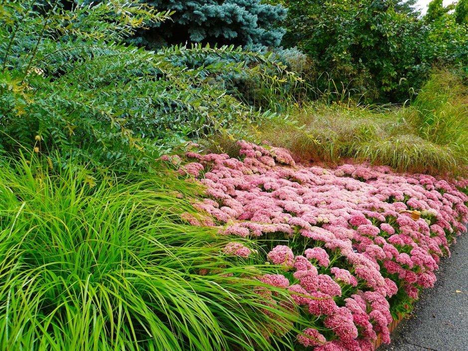 Очиток Видный 'Brilliant'