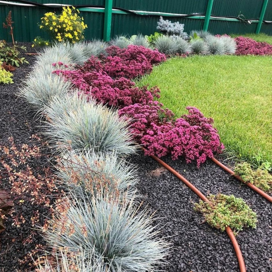 Овсяница сизая лазурит