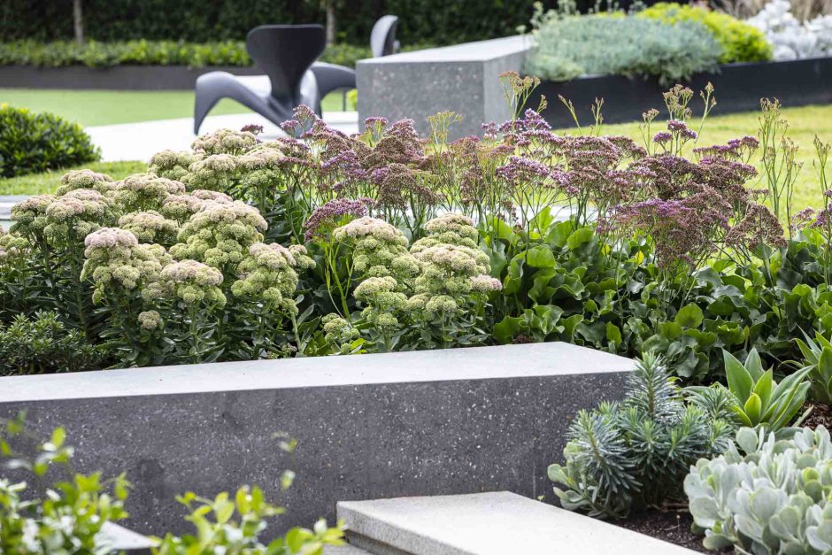 Sedum Spanish in Landscape Design