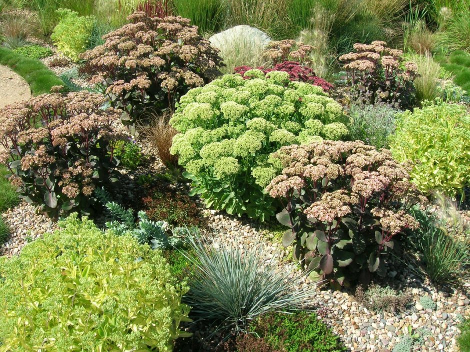 Очиток Видный на клумбе