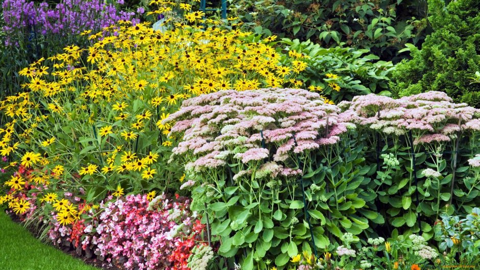 Кентрантус миксбордер