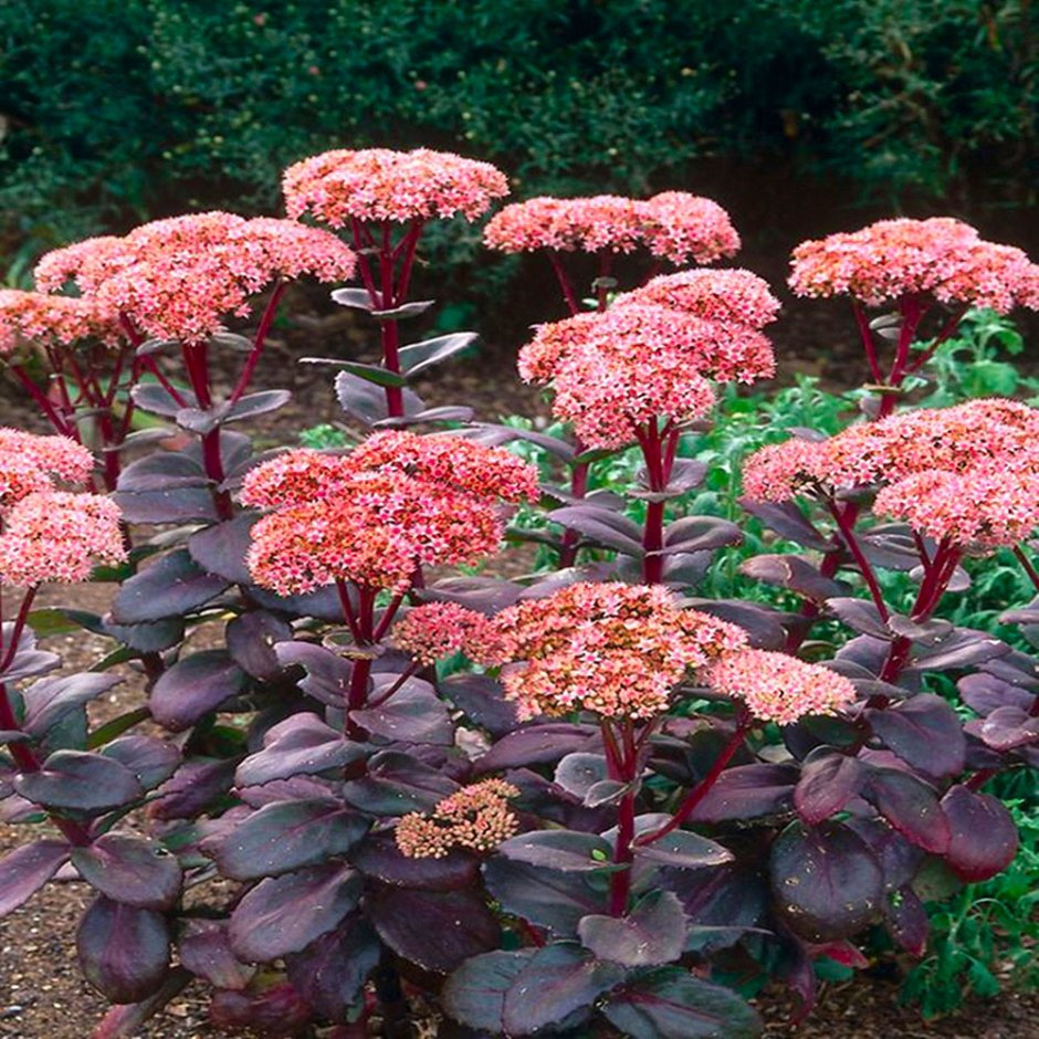 Очиток Видный Matrona