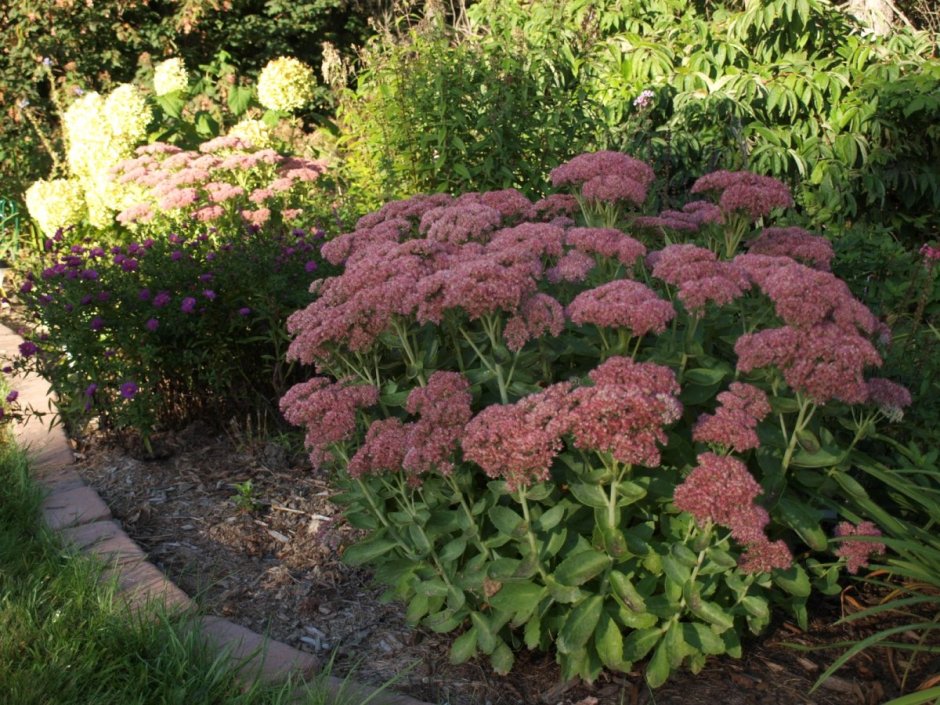 Очиток Отем Джой