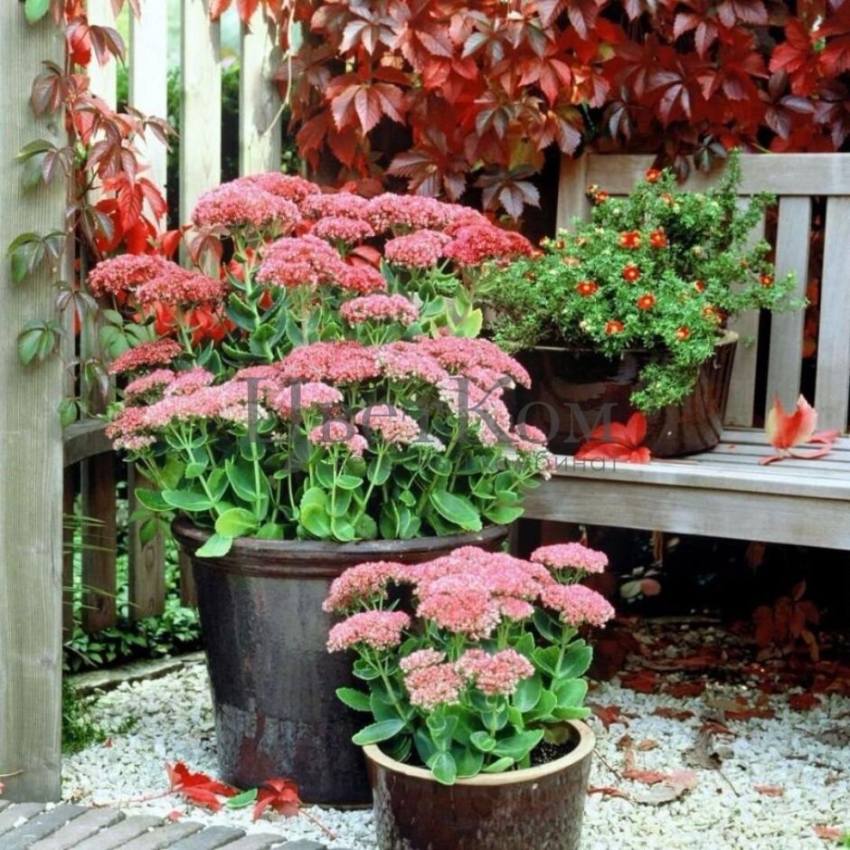 Компаньоны седума