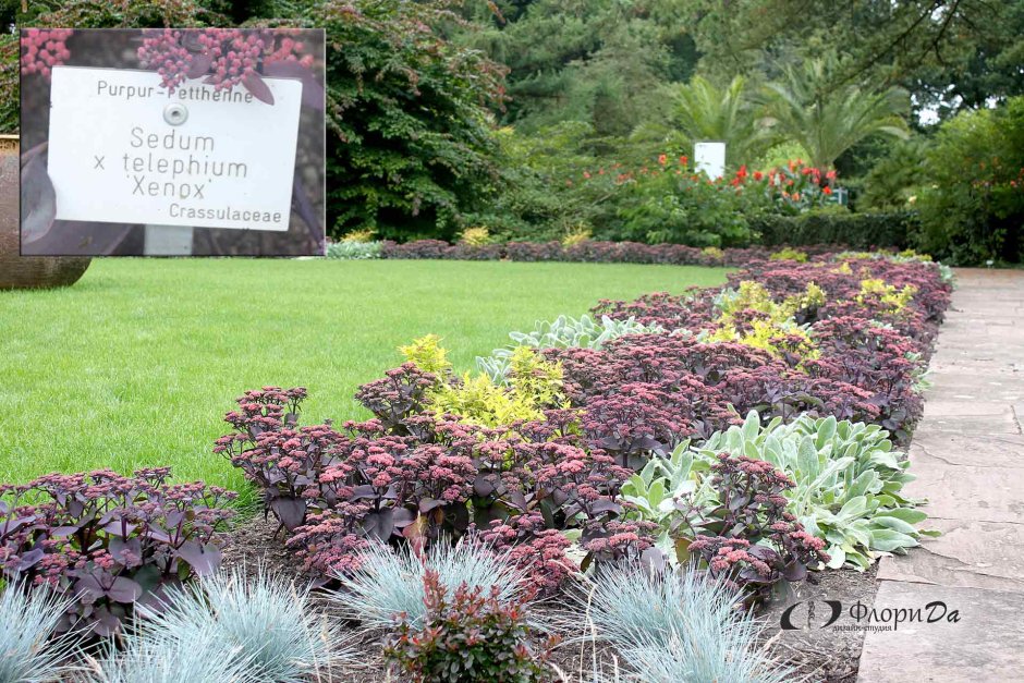 Очиток Видный бордюр