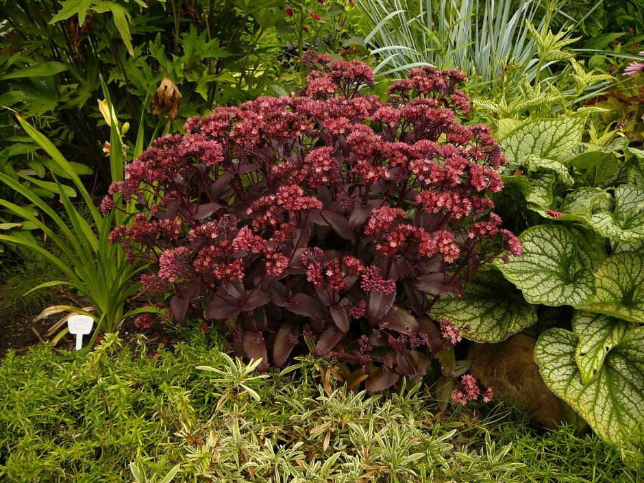 Очиток Хосе Оберджин