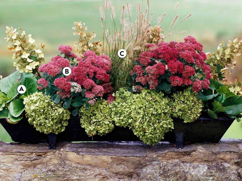 Бадан и Очиток Видный