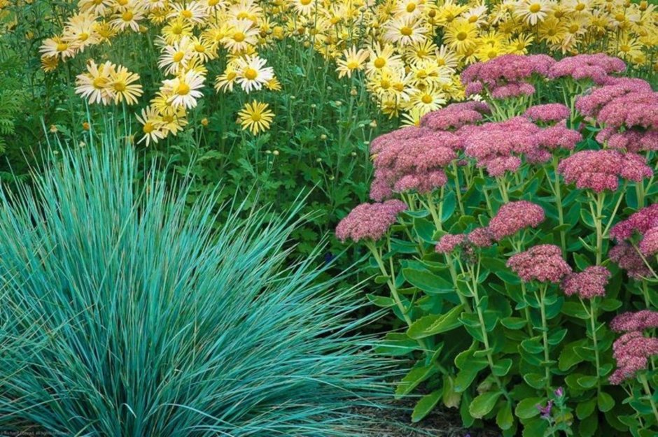 Очиток и овсяница