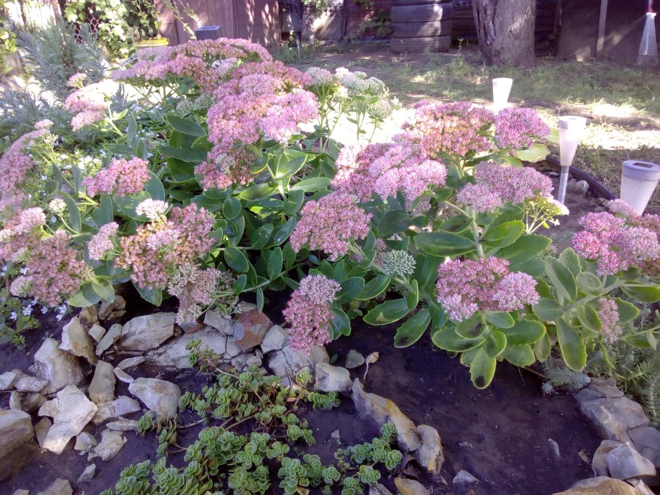 Очиток Видный Моргана