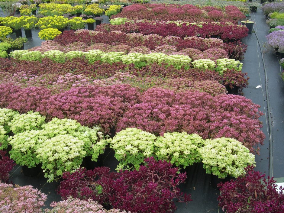 Высокая клумба из очитка