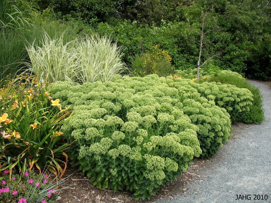 Sedum / Очиток ‘Sunkissed’