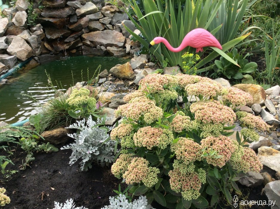 Бадан и Очиток