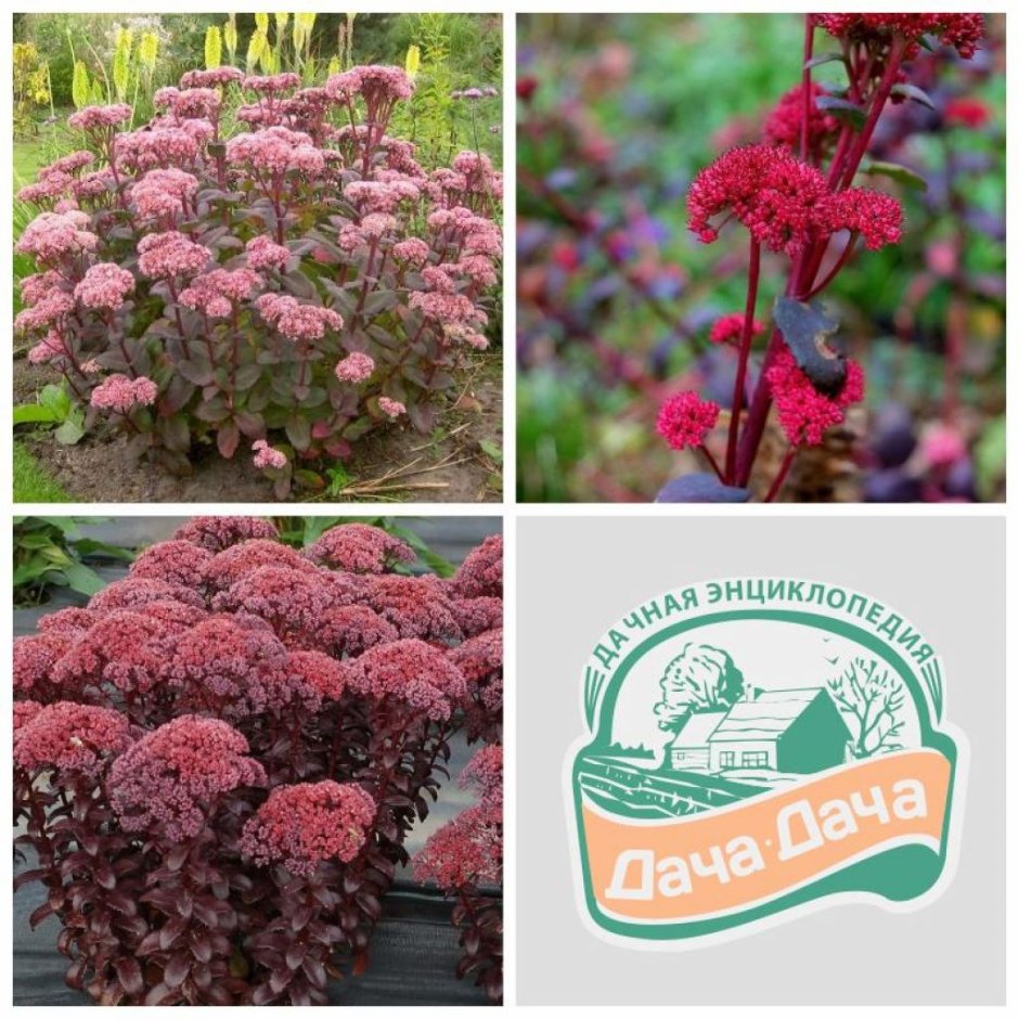 Какую почву любит седум