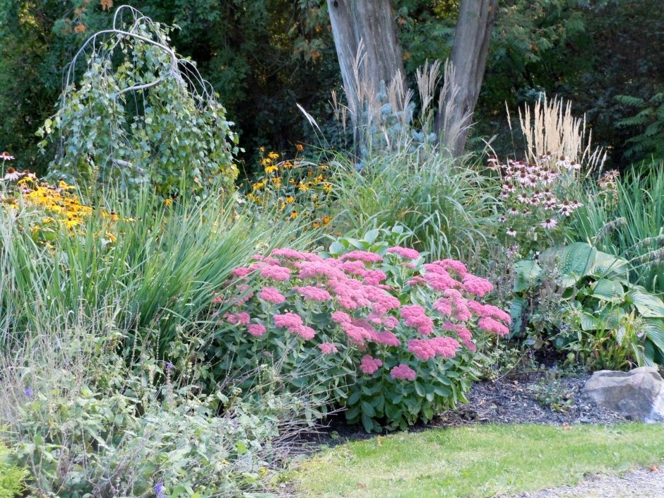 Овсяница и Очиток Видный