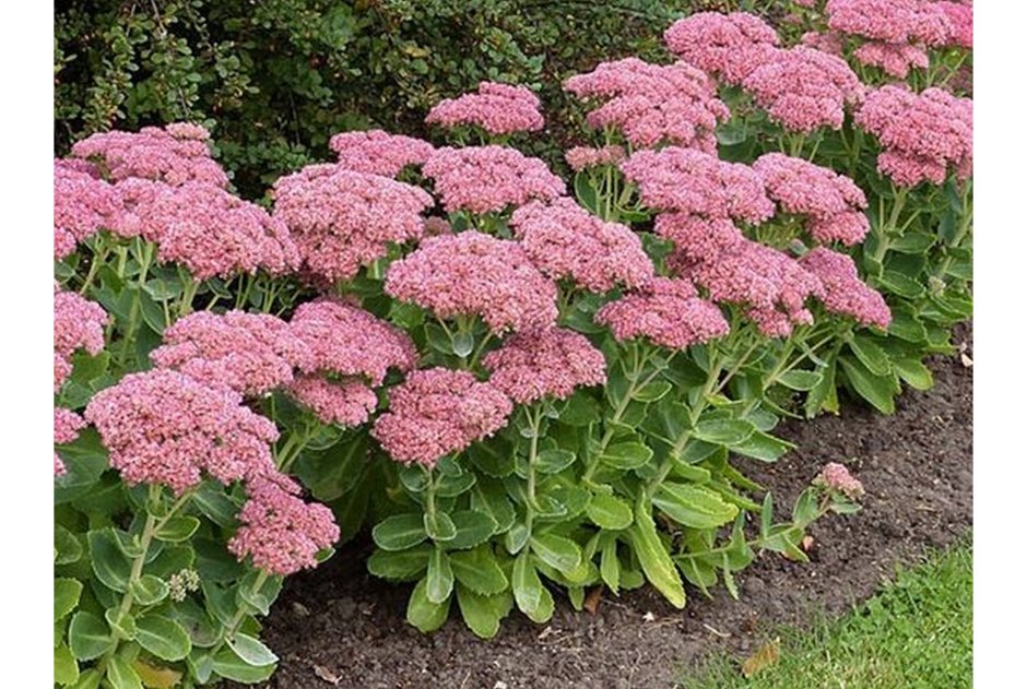 Седум Видный Хербстфройде