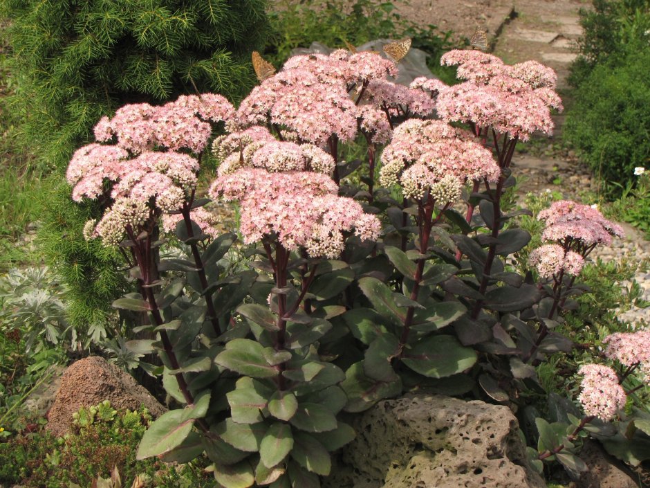 Очиток телефиум Матрона