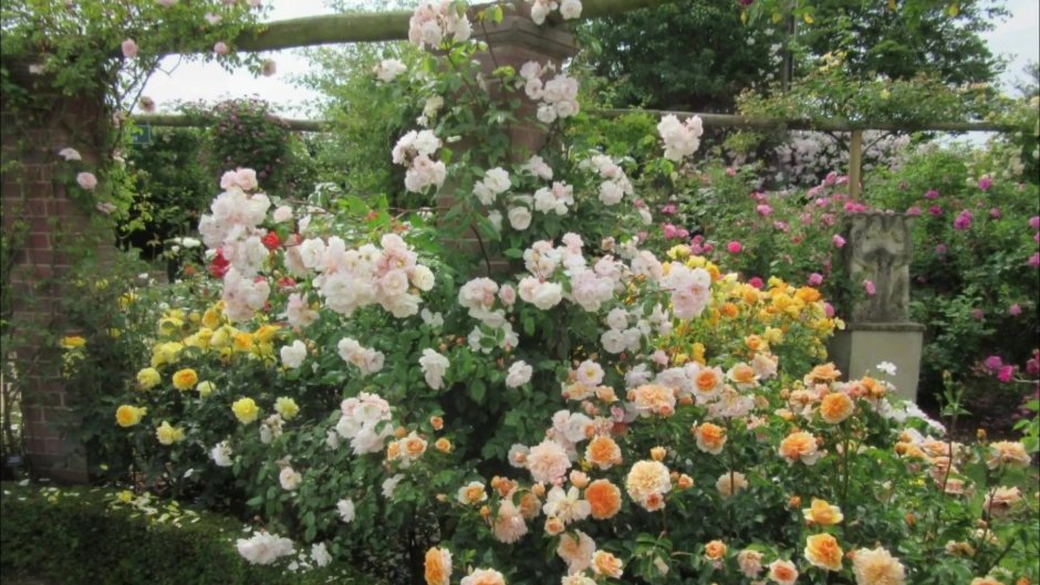 Роза Джульетта Дэвида Остина в саду