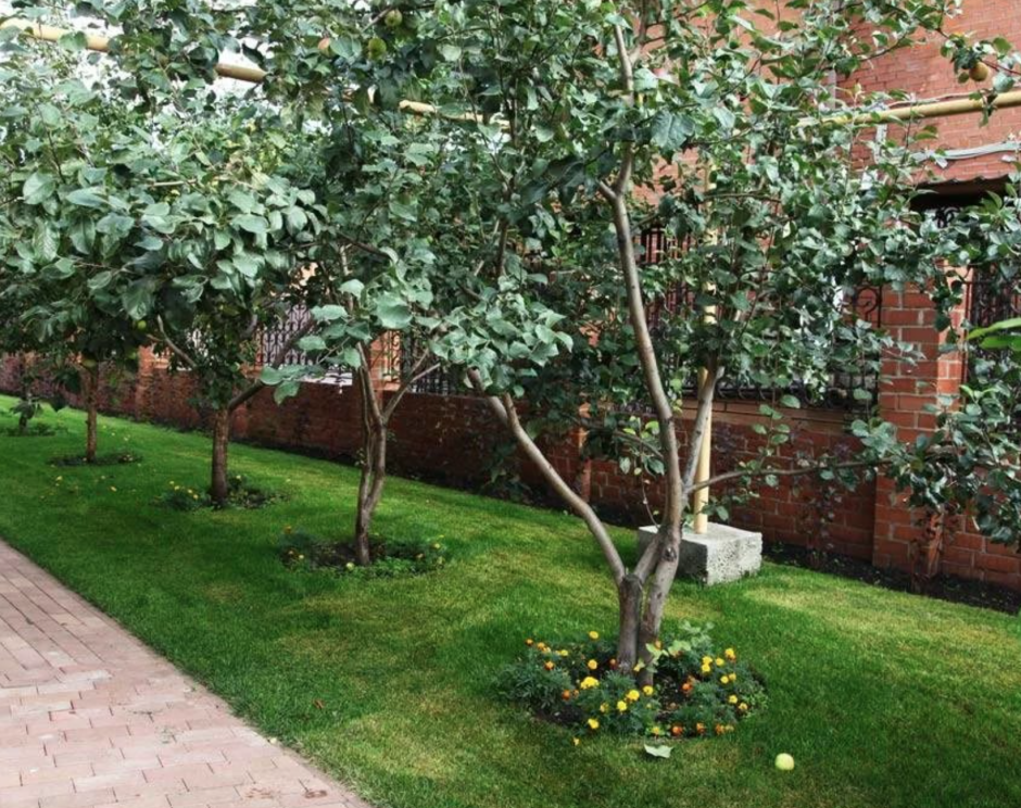 Карликовые крупномеры яблонь