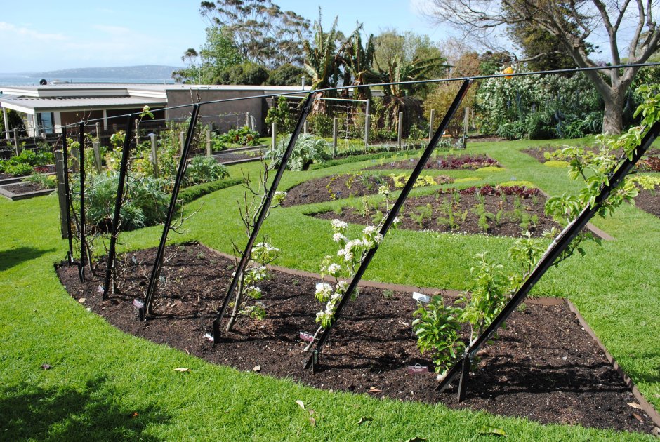 Огород с плодовыми кустарниками