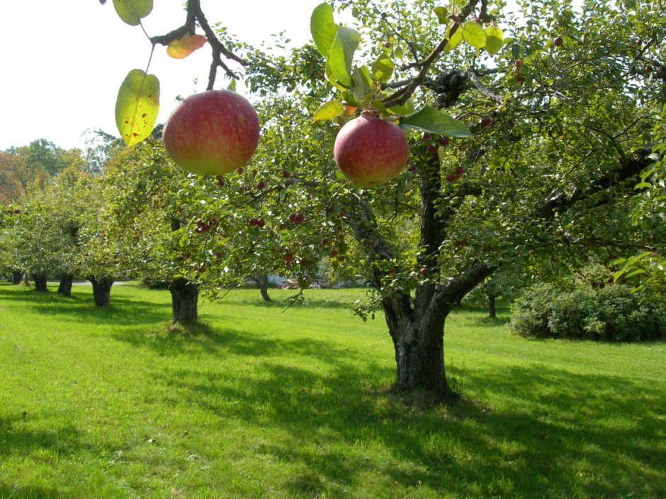 Сады в Саратовской области