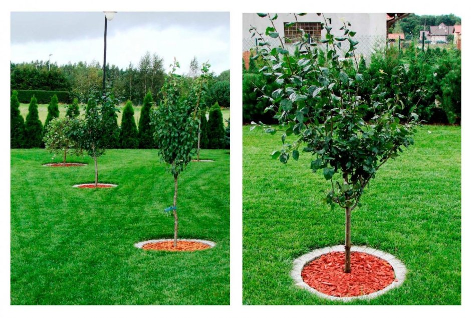 Герань крупнокорневищная в приствольном круге