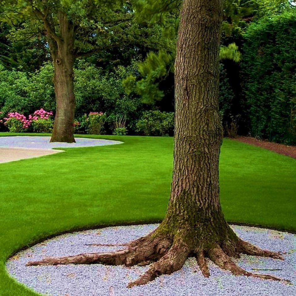 Пузыреплодник на шпалере