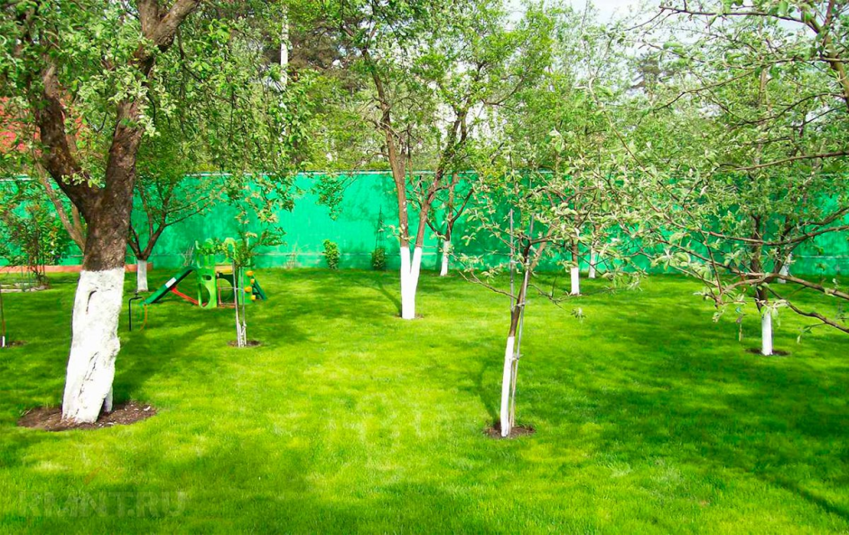 Груша сорт тонковетка