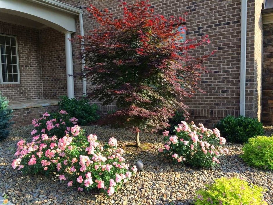 Роза почвопокровная шиповник