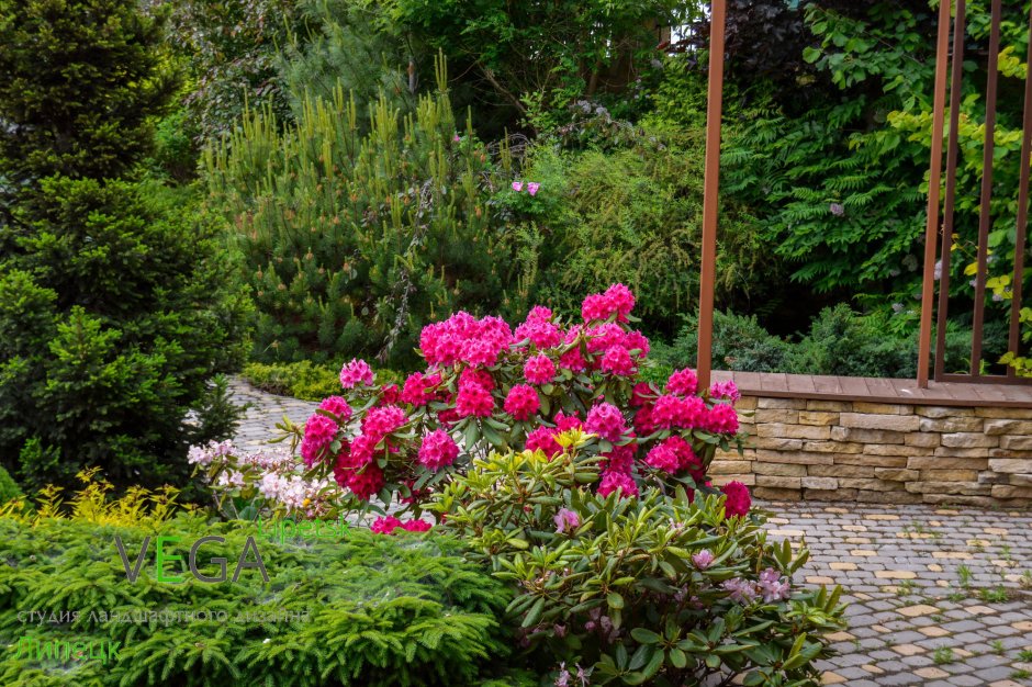 Роза Робуста в ландшафтном дизайне