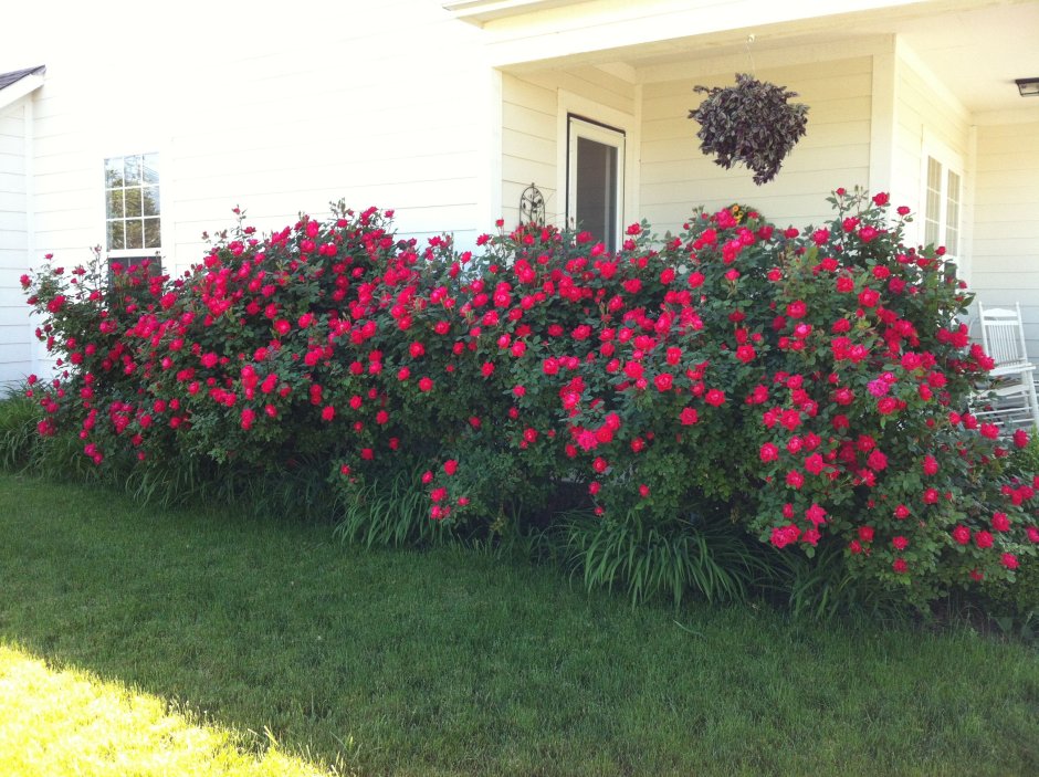 Роза Парковая robusta