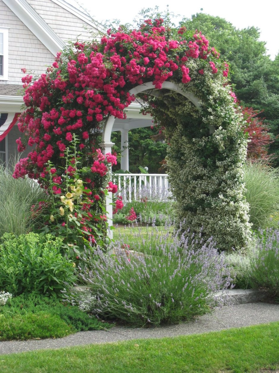 Клематис и роза на арке