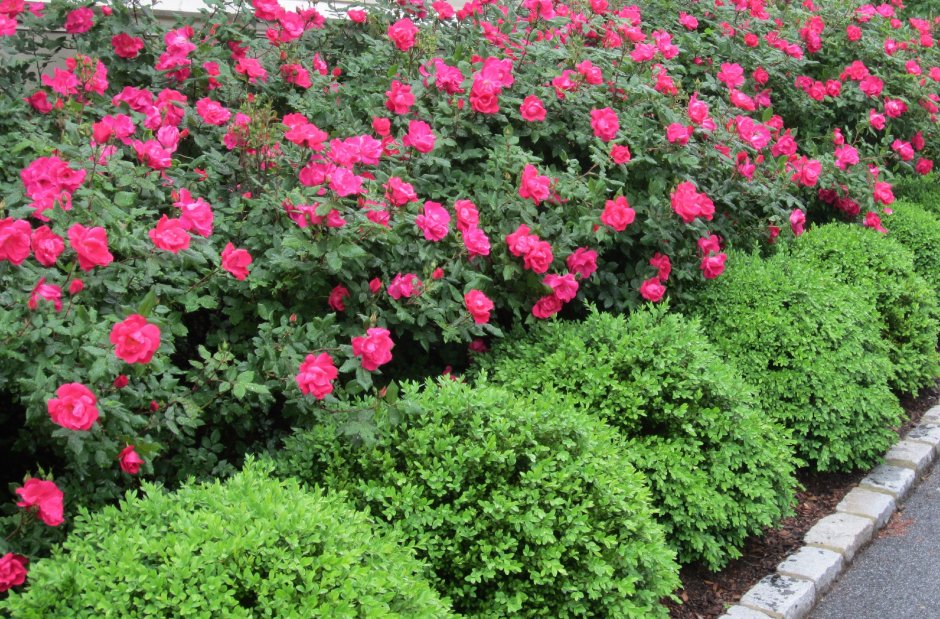 Роза морщинистая изгородь