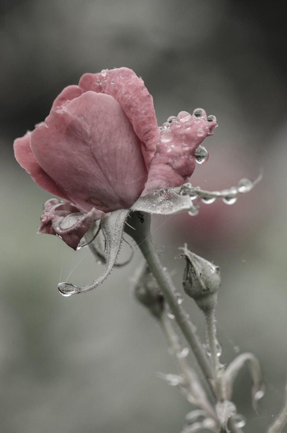 Пыльная роза