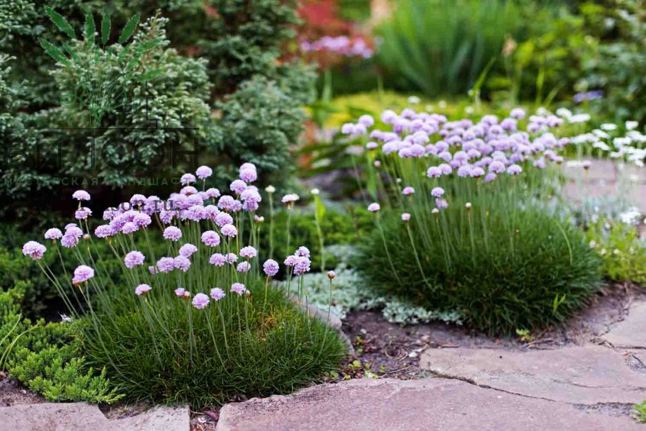 Армерия сочетание