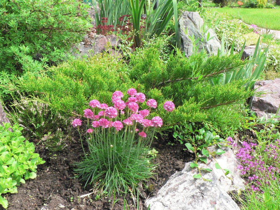 Армерия Приморская на клумбе