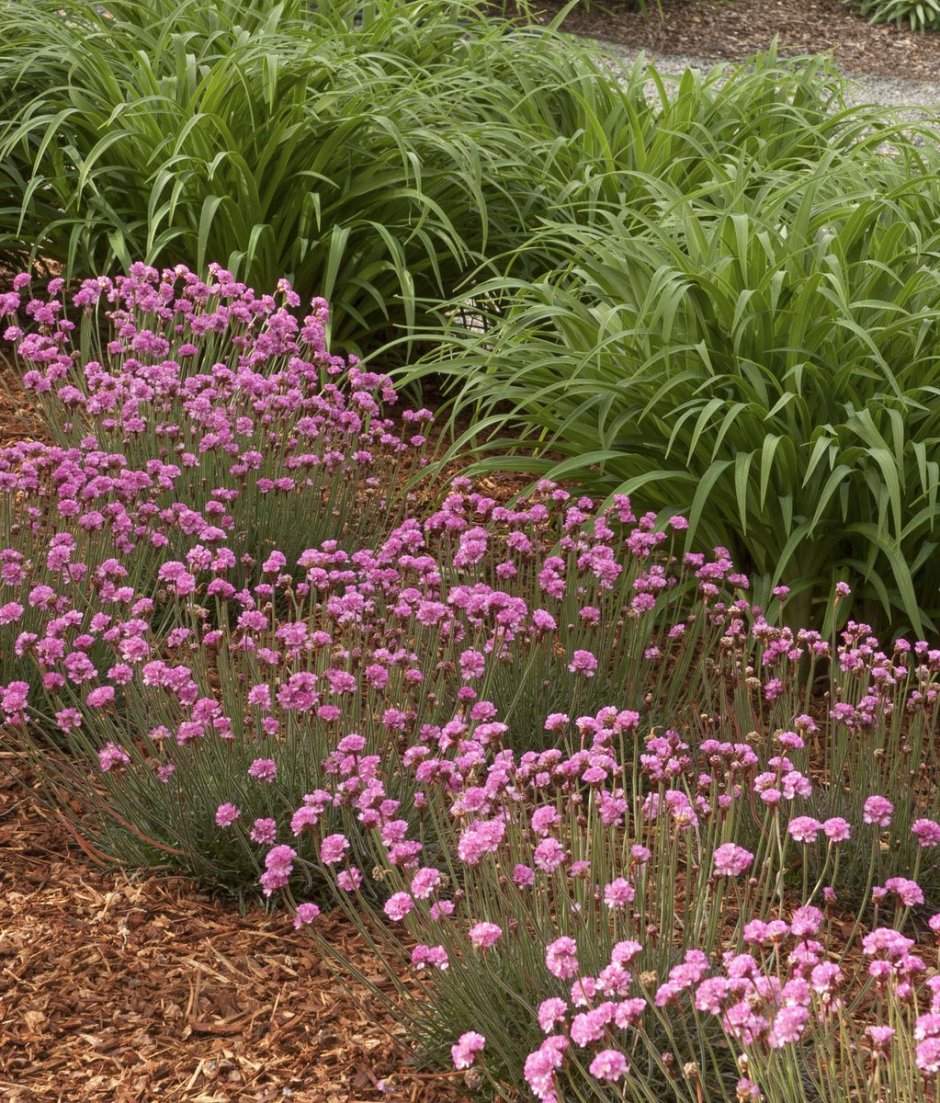 Почвопокровные многолетники Армерия