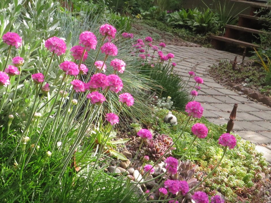 Армерия Приморская Элегия